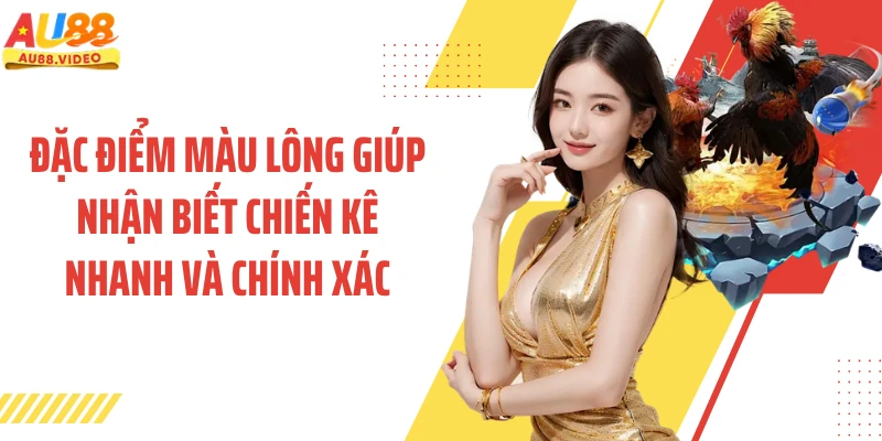 Đặc điểm màu lông giúp nhận biết chiến kê nhanh và chính xác